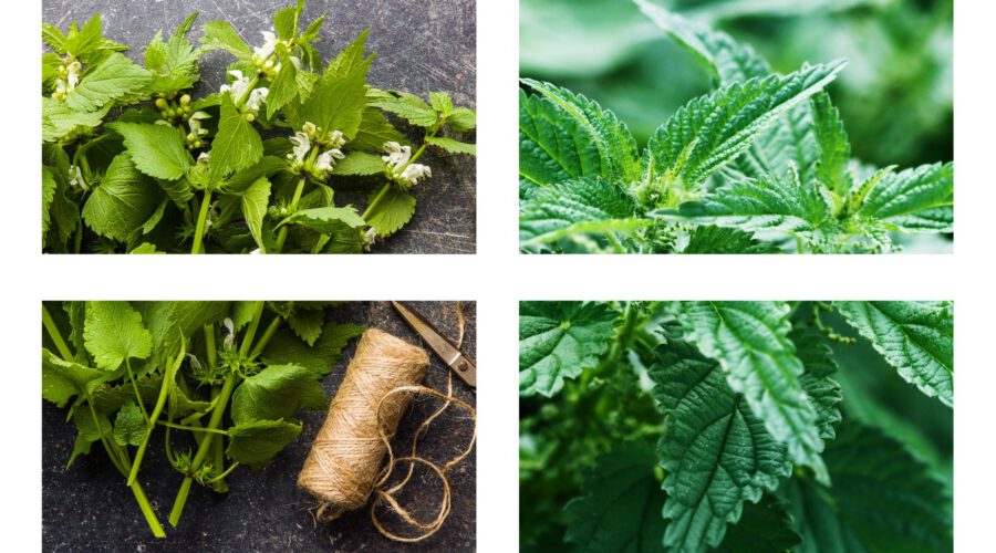 Die Brennnessel zeigt: Alles, was wächst, kann auch nähren. Sie gibt dem Boden zurück, was sie ihm entnommen hat – transformiert, veredelt, bereit, neues Leben zu ermöglichen. In dieser Geste liegt eine tiefe Wahrheit über Nachhaltigkeit: Es geht nicht nur um Verzicht, sondern um Rückkopplung. Um das harmonische Geben und Nehmen im großen Garten des Lebens.